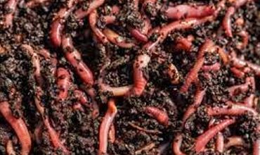 Vermicompost-unit Vermicompost-unit