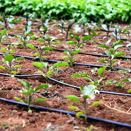 drip-irrigation drip-irrigation