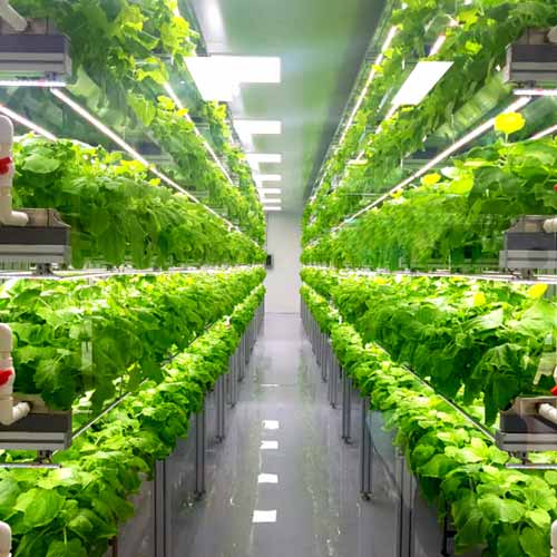 vertical-farming vertical-farming